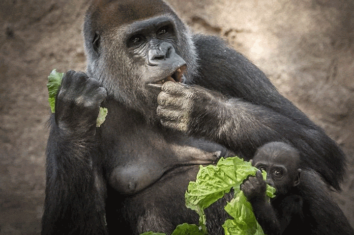 gorilla,animals,animal,baby animal,baby gorilla,san diego zoo safari park