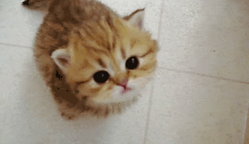cute,kitten,somebody