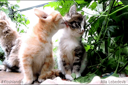 Koshlandia cats kittens GIF.