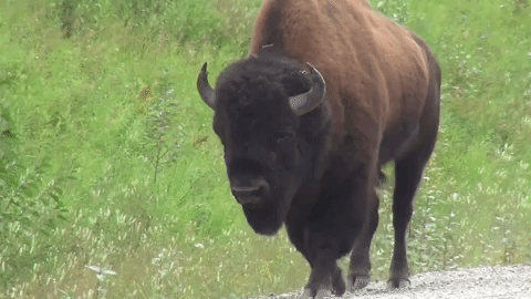 buffalo,bison,animal,america,walking,smokey bear