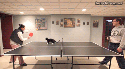 cat,pong,ping,catpong,table
