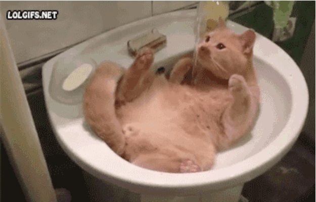 Funny Gifs Cat Gif Vsgif Com, Cat In A Bathtub Gif