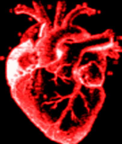 Живое сердце бьется. Пульсирующее сердце Анатомическое. Человеческое сердце в живую. Пульсирующее сердце анимация.