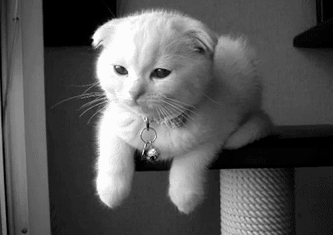 cat,eyes,eye,blink,white cat