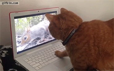 cat,wait,laptop,watch