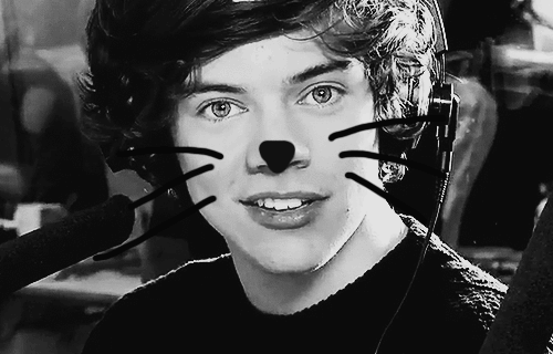 One direction harry styles kitty s GIF.