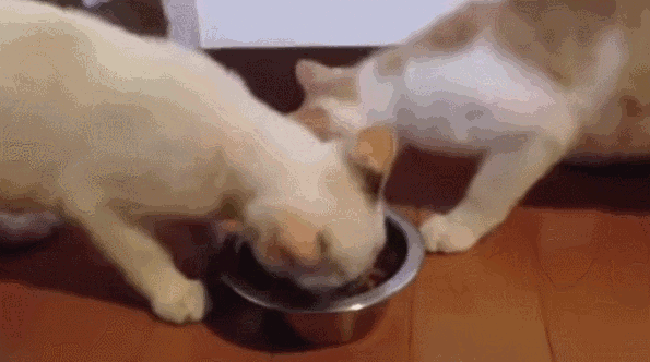 food,cats,dinner,bowl,passing