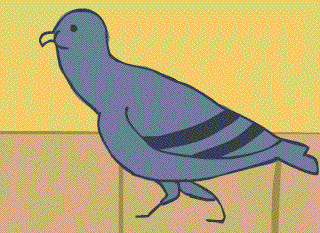 bird,pigeon,animation,loop,walk cycle,head bob