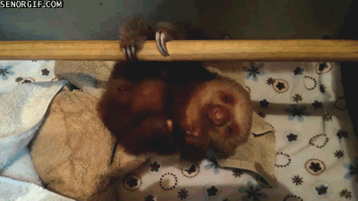 sloths,animals
