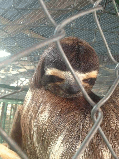 eyebrows,sloths