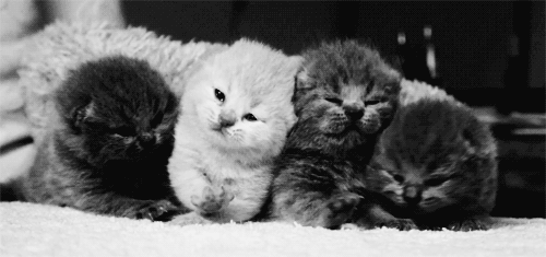 Животные котенок котики гифка.