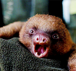 blinking,sloth,animals,yawning