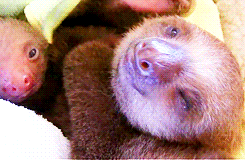 animals,sloth,blinking,yawning