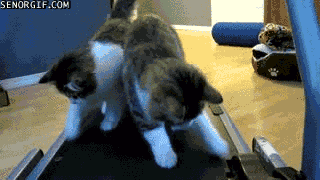 cat,animals,play,exercise,kittens,treadmill