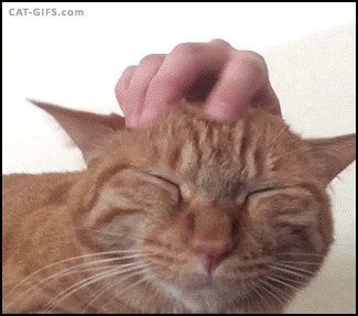 cat,head,massage