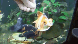 animals,fish,goldfish,feeding time,attacks hand
