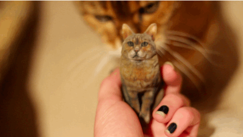 kitty,rub,cat,model
