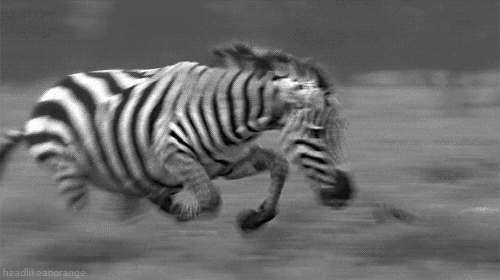 zebra,animals,black and white,nature,animal,running