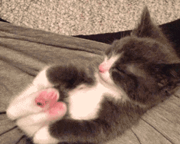 cat,kitten,stretching