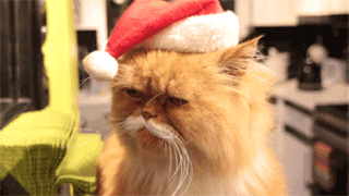 christmas,cats,someone,ron,swansonor