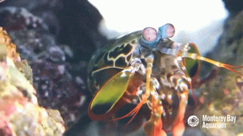 shrimp,mantis shrimp,monterey bay aquarium,exhibit updates,splash zone