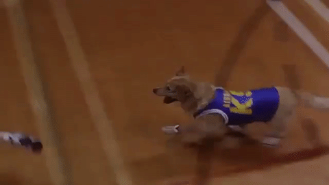 dog,basketball,running,jersey,air bud