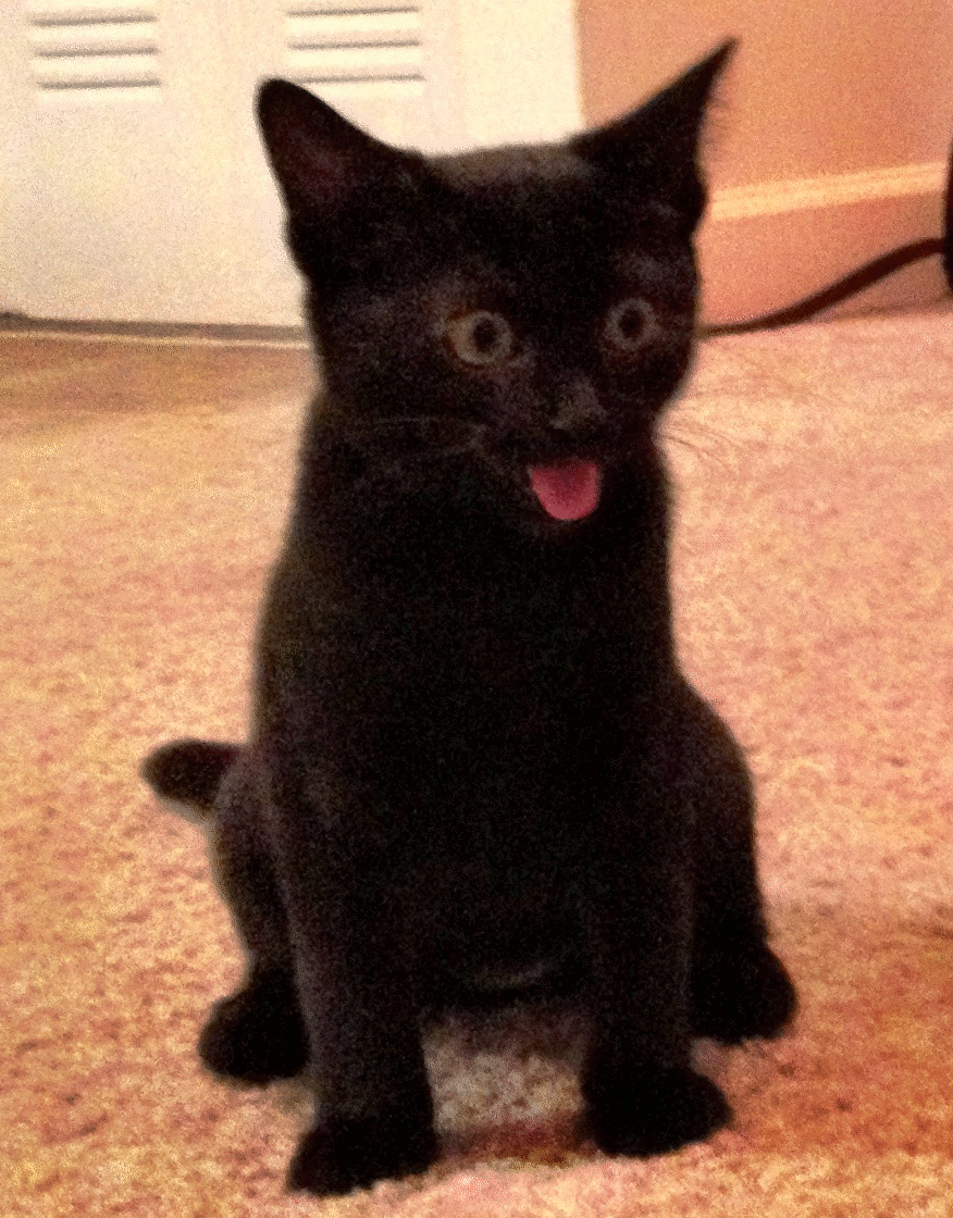 Смешная гифка язык. Кот показывает язык. Черный кот с высунутым языком. Кот показывает язык гиф. X`hysqкот показывает язык.