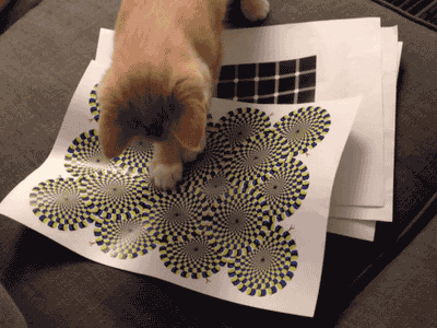 confused,optical illusion,cat