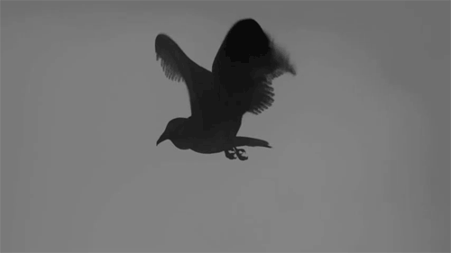 crow,flying,animation,pop,hoppip,imt