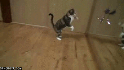 Кот прыгает. Двигающиеся котики. Прыжок кота гифка. Гифки коты.