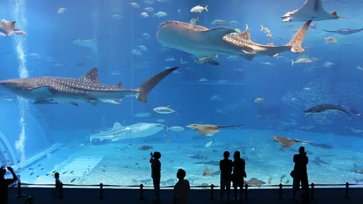 aquarium,tank,world,sea,whoa,kuroshio