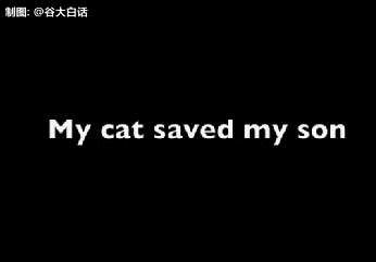 saves,cat,life,boy,hero,little