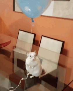 chinchilla,animals,balloon