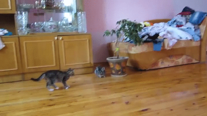chinchilla,cat,kitten