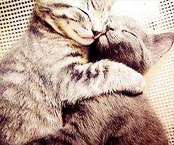 cat,cuddle,buddies