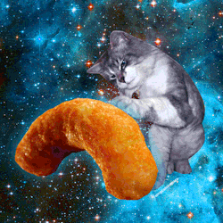 cat,space,cats,omg