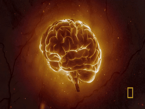Origins cerveau brain GIF - Find on GIFER