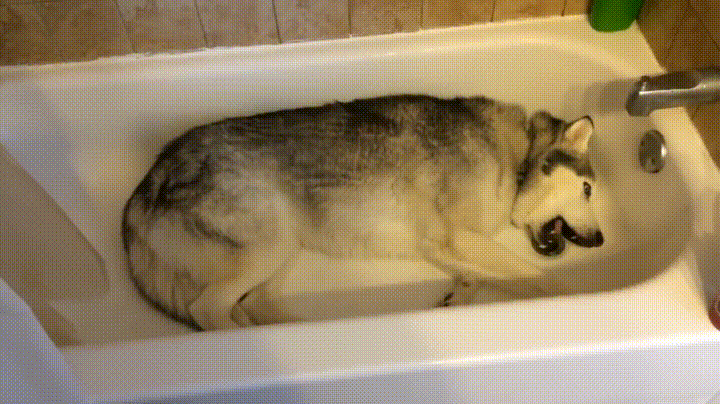 husky,singing,bath