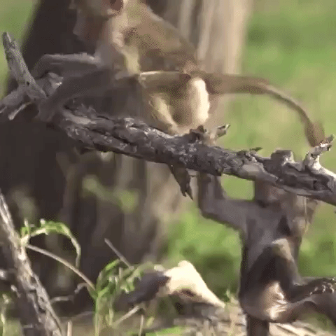 Monkeys swinging GIF.