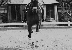 dressage,horse,animals,black and white,equestrian,equine