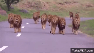 lions,road,trip