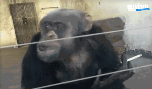 Шимпанзе гифка.
