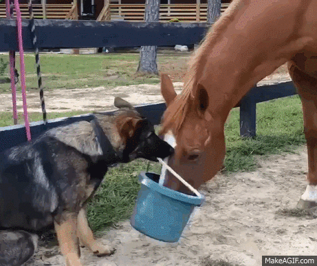 horse,dog,bucket