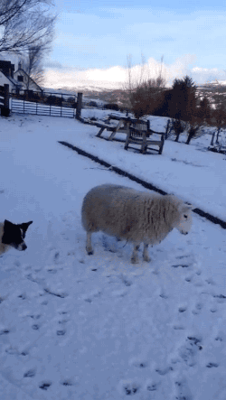 lamb,dog,animals,snow