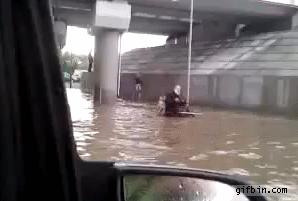 wheelchair,dog,man,flood