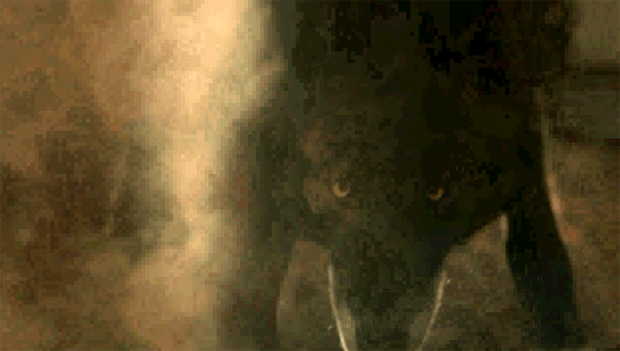 Animated GIF: werewolf werwolf.