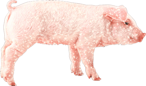 transparent,pig,bling,sparkling,farm,animals,animal,sparkle,chuber,hack day stickers,chuber sticker pack,sparkle pig