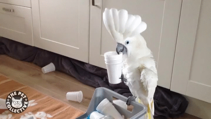 animals being jerks,mess,cups