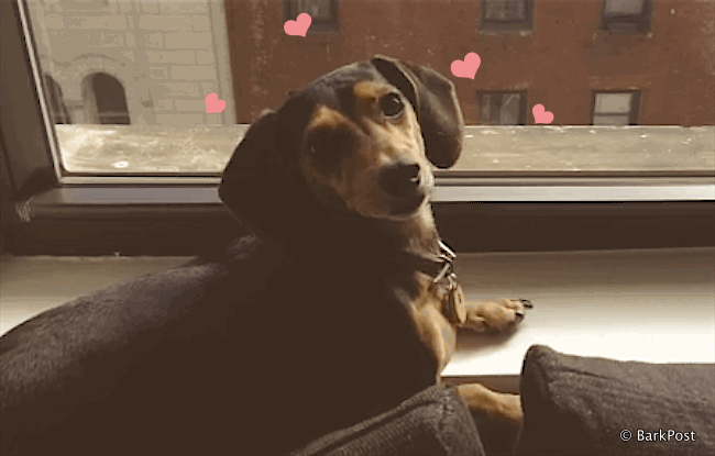 hearts,promise,happy,dachshund,commitment,love,dog,puppy,eyes,hugs,doggie,pup,puppylove,doxie,vows,cutedogs,cutepup,cutepuppies