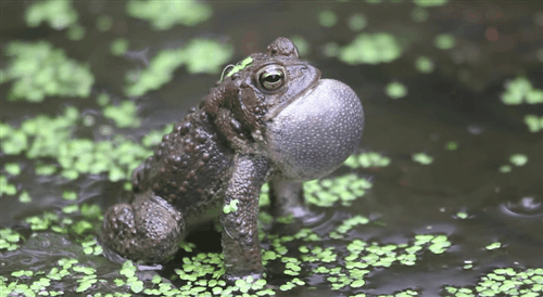 toad,cinemagraph,american